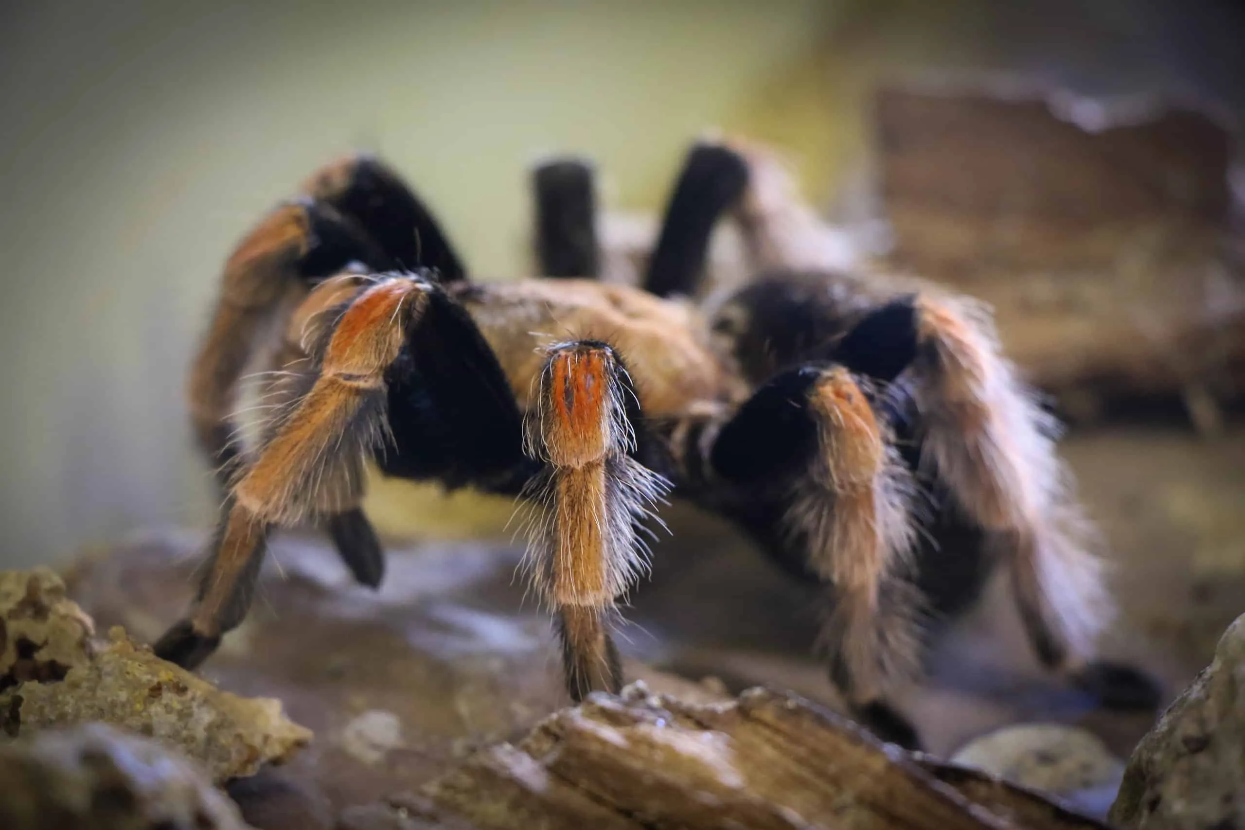17598 tarantula water dish