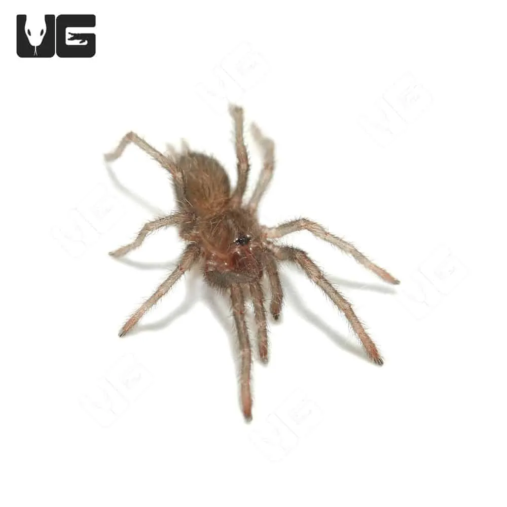 17599 king tarantula pre roll online