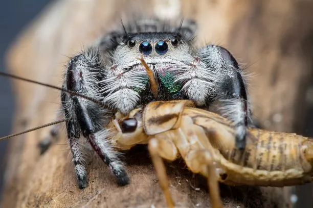 17600 crickets for tarantulas