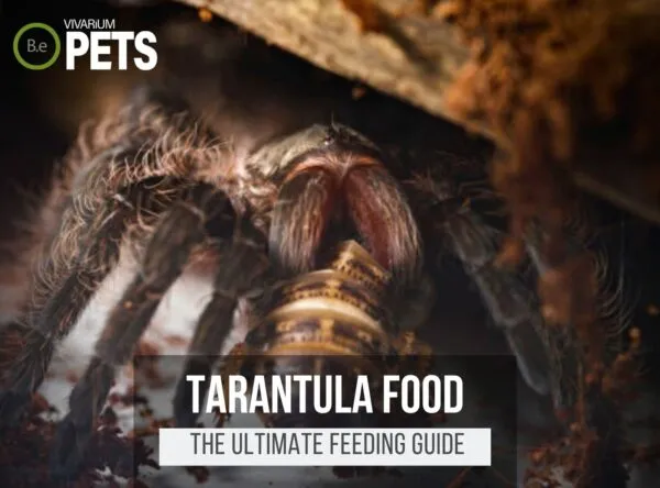 17600 mealworms for tarantulas