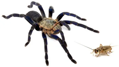 17600 tarantula feeding