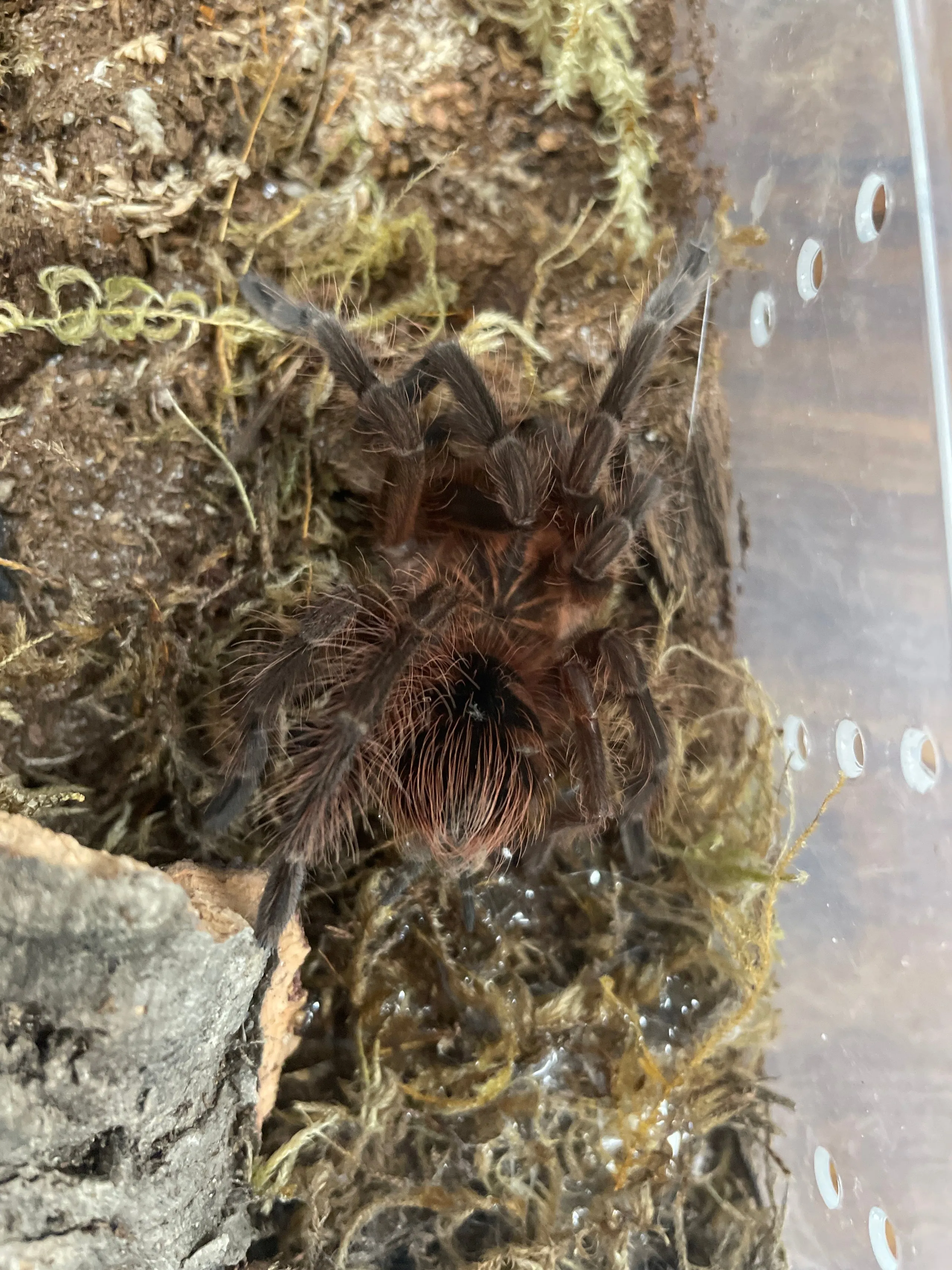 17602 p machala tarantula enclosure