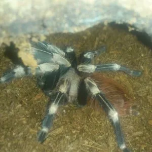 17602 p machala tarantula handling