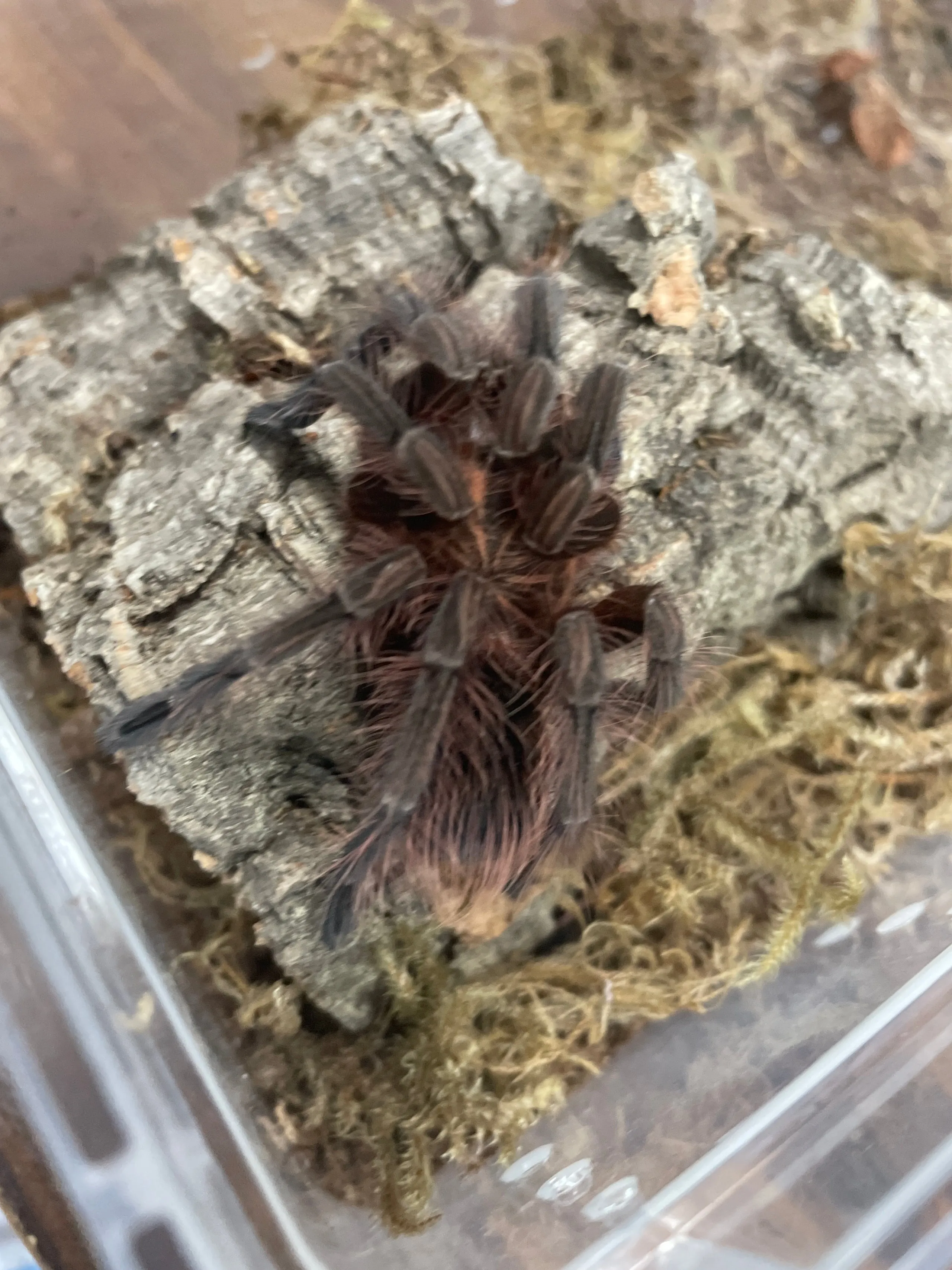 17602 p machala tarantula humidity gauge