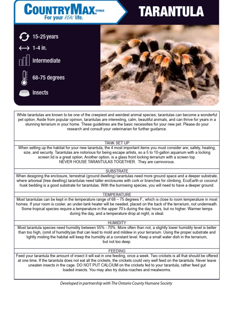 17602 p machala tarantula in habitat