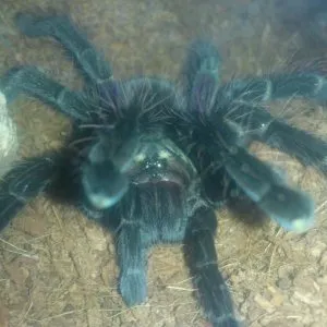 17602 p machala tarantula molting