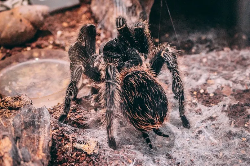 /img/17602-p-machala-tarantula-water-dish.webp