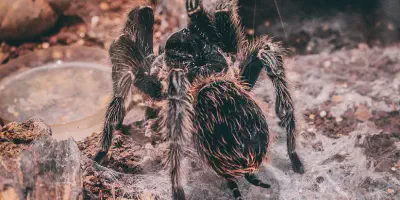 /img/17602-p-machala-tarantula-water-dish.webp