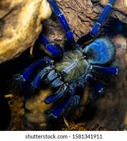 17606 online reptile shop
