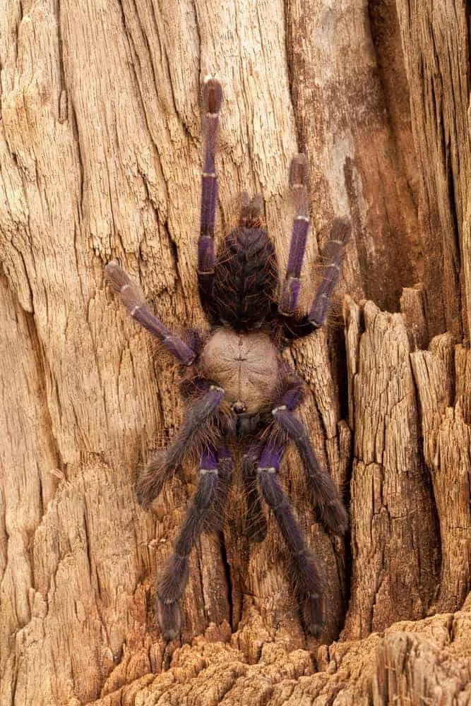 17606 singapore blue tarantula handling