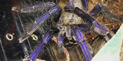 /img/17606-singapore-blue-tarantula-molting.webp