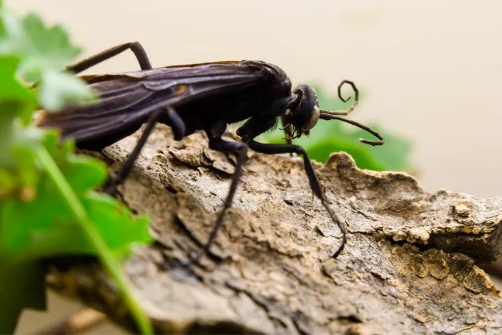 17607 tarantula hawk overview