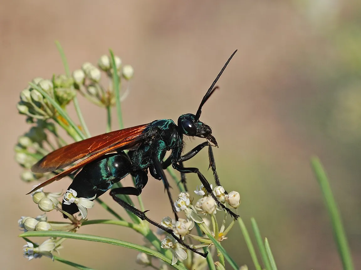 17607 tarantula hawk size