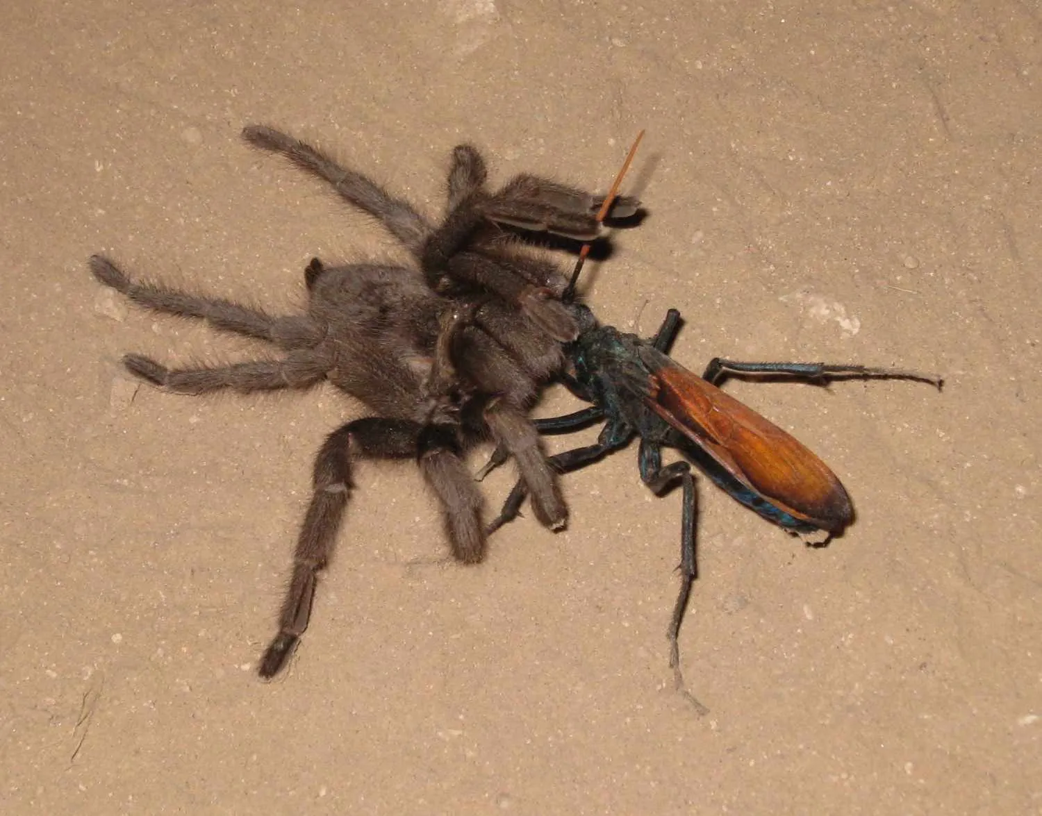 17607 tarantula hawk southwest