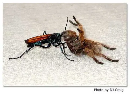 17607 tarantula hawks arizona