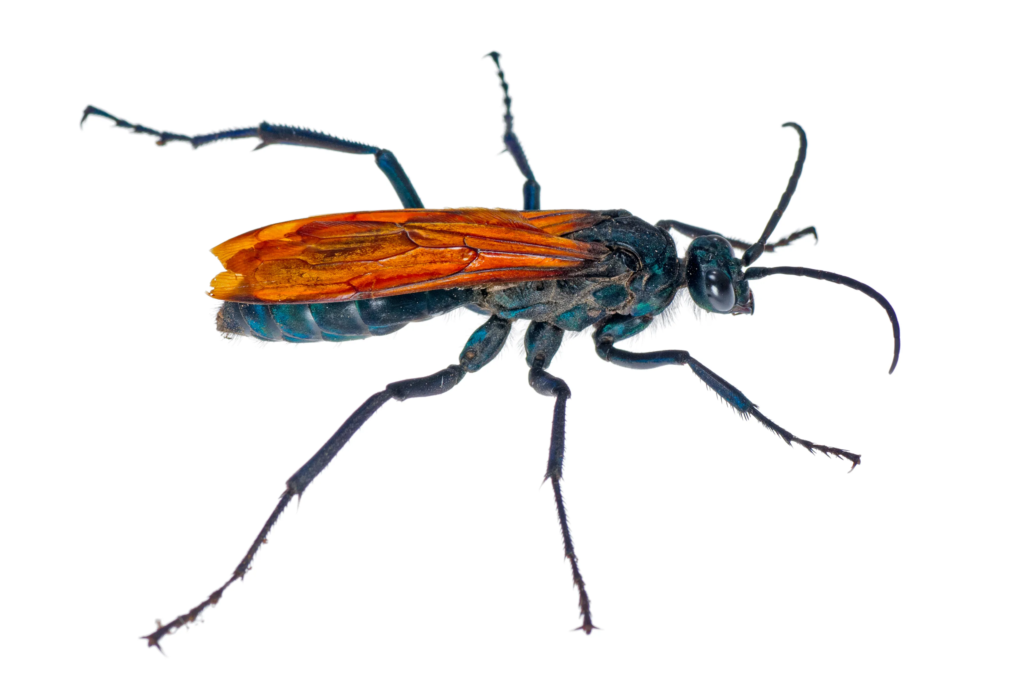 17607 tarantula hawks australia