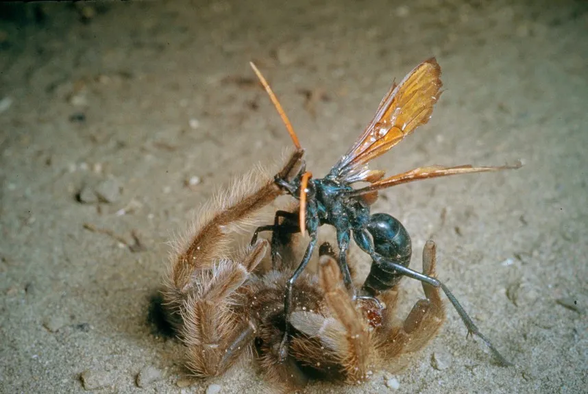 17607 tarantula hawks mexico