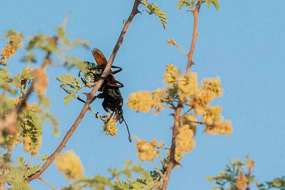 /img/17607-tarantula-hawks-south-america.webp