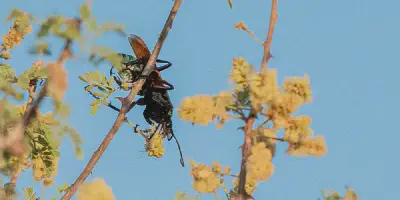 /img/17607-tarantula-hawks-south-america.webp