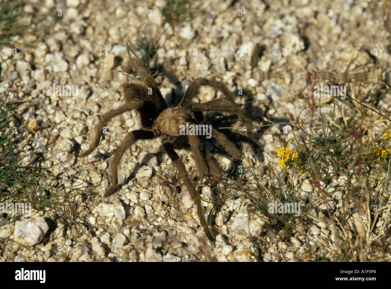 17609 tarantula feeding