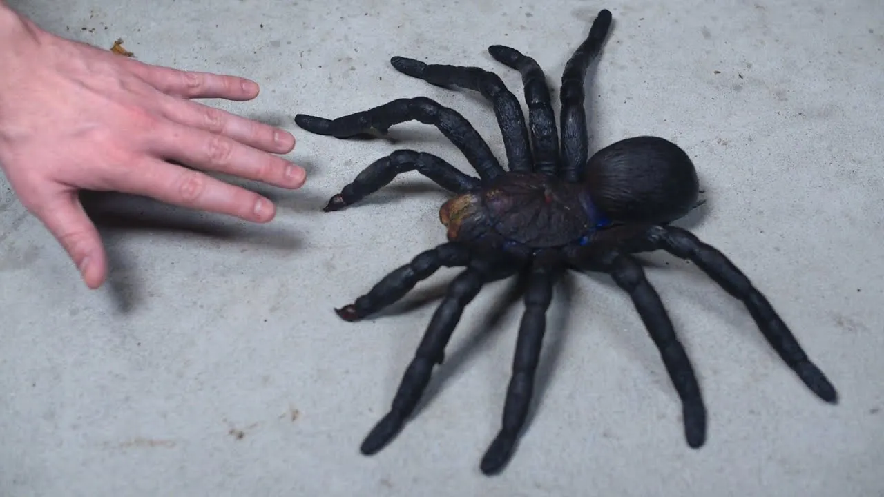 17609 tarantula habitat