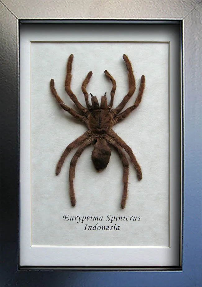 17609 tarantula molting