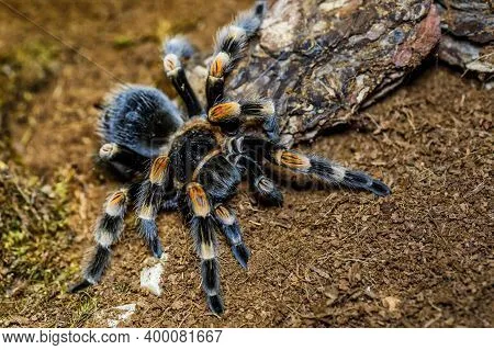 17609 tarantula overview
