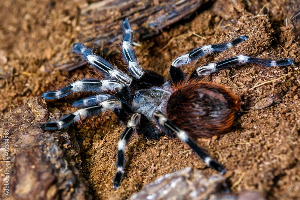 17609 tarantula size