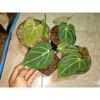 17610 kuping gajah tarantula 2