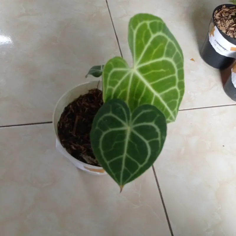 17610 kuping gajah tarantula 5