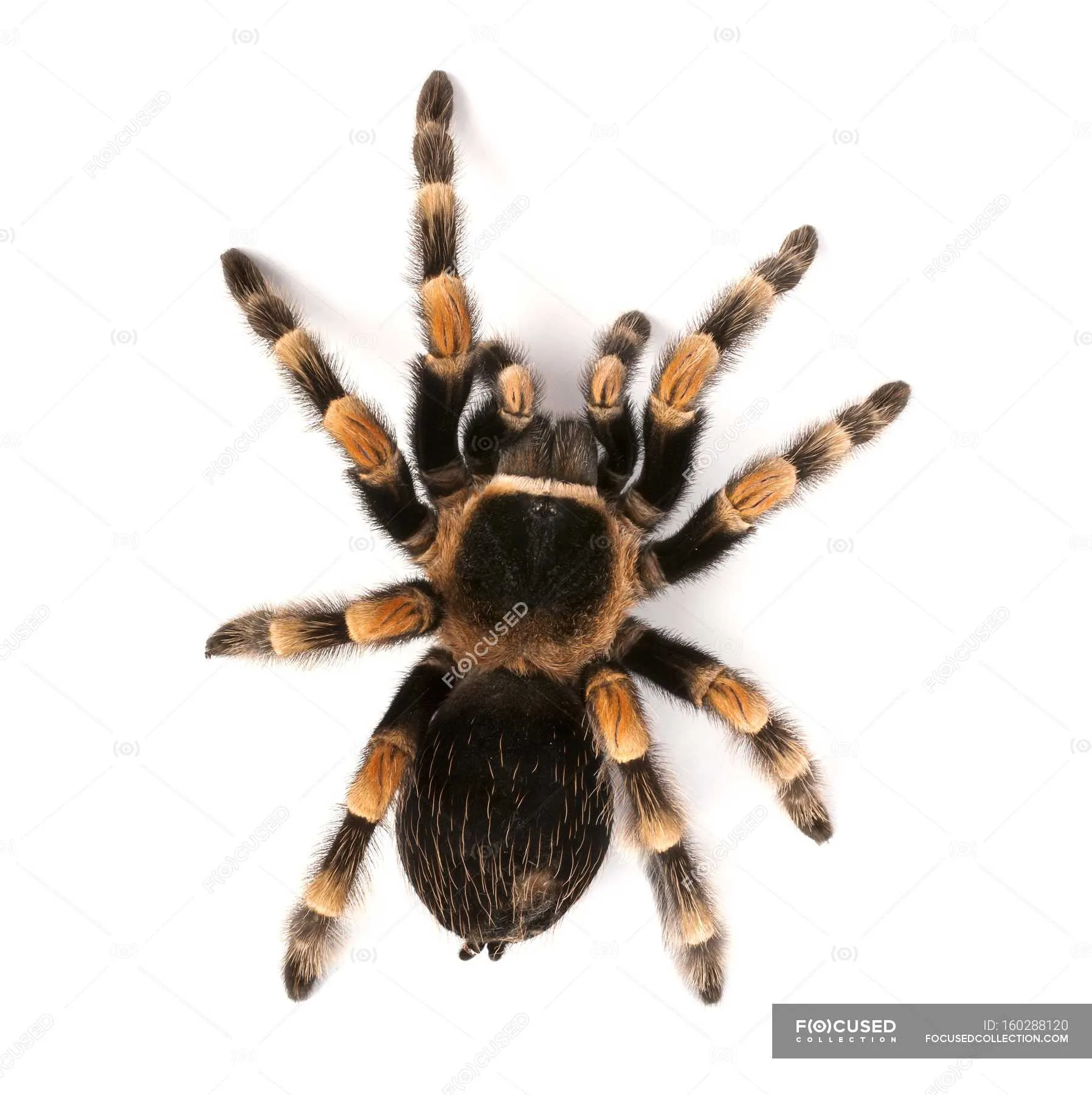 17611 redknee tarantula close up