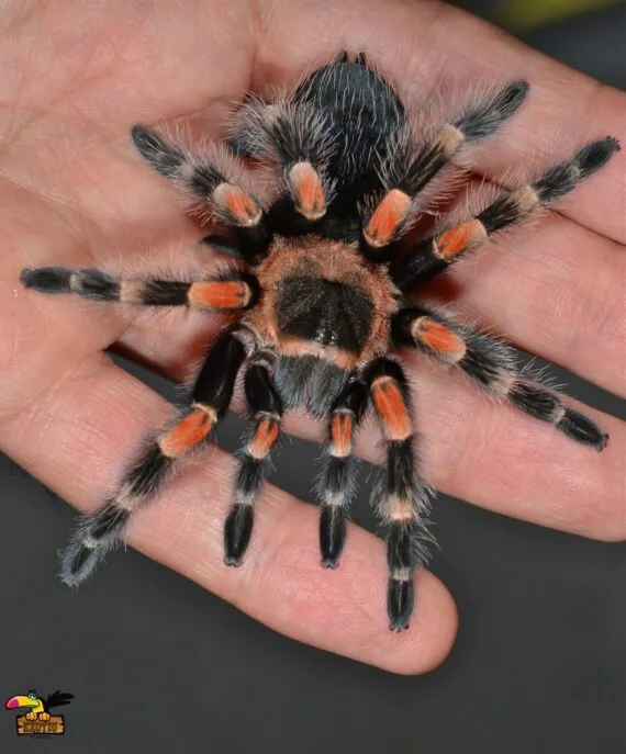 17611 redknee tarantula handling