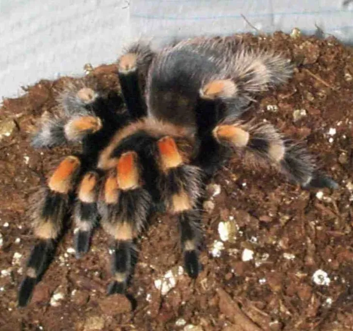17611 redknee tarantula in wild