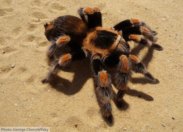 17611 tarantula enclosure setup