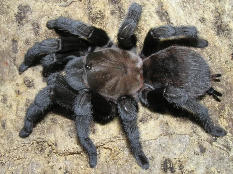 17613 tarantula molting process