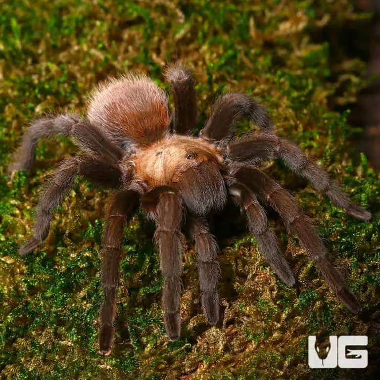 17613 tarantula substrate options