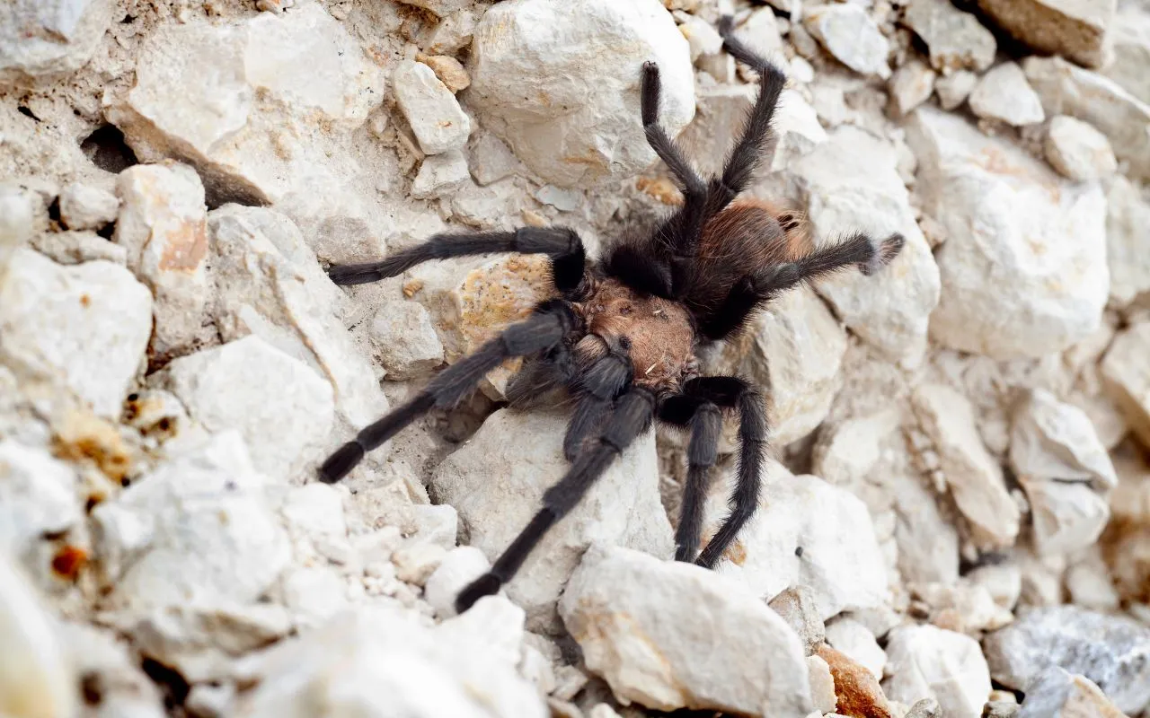 17613 tarantula water dish