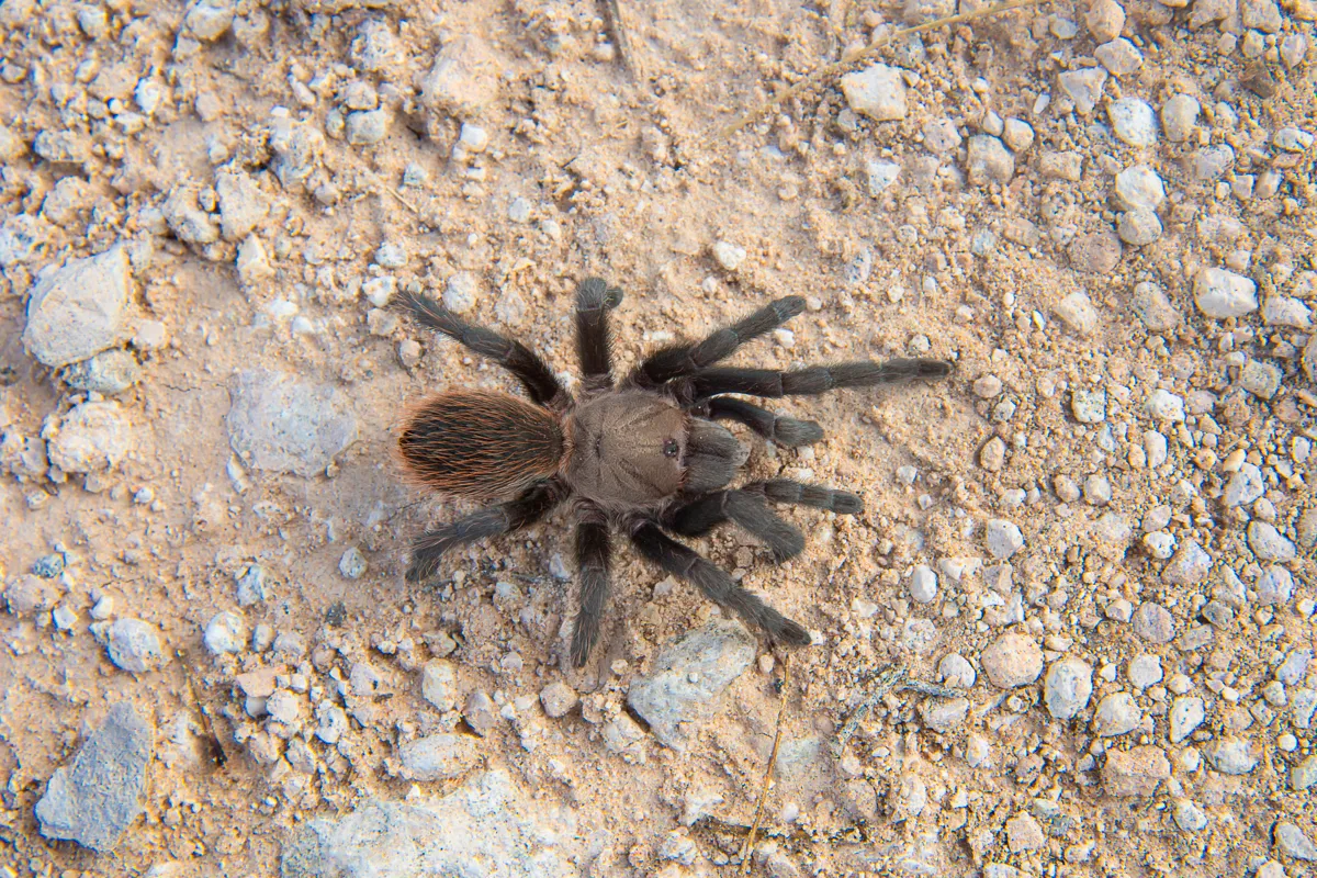 /img/17613-texas-tan-tarantula-breeding.webp