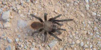 /img/17613-texas-tan-tarantula-breeding.webp