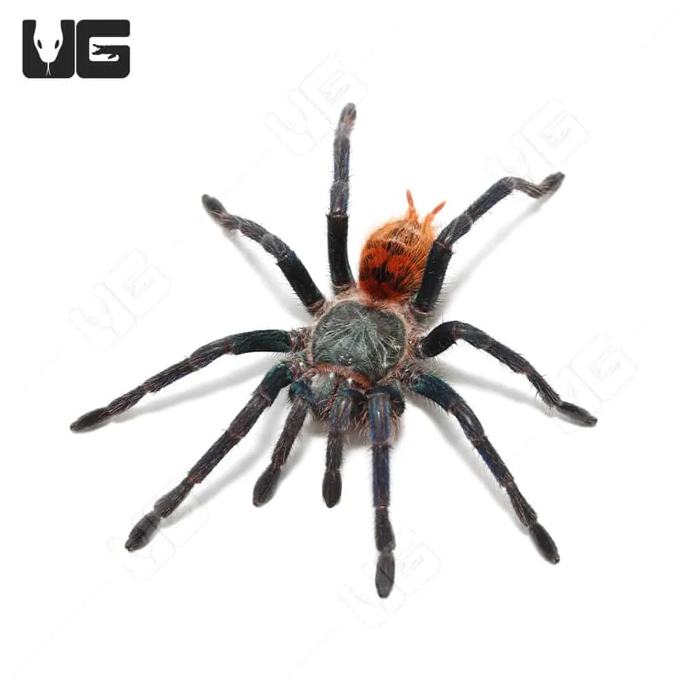 17614 greenbottle blue tarantula defensive