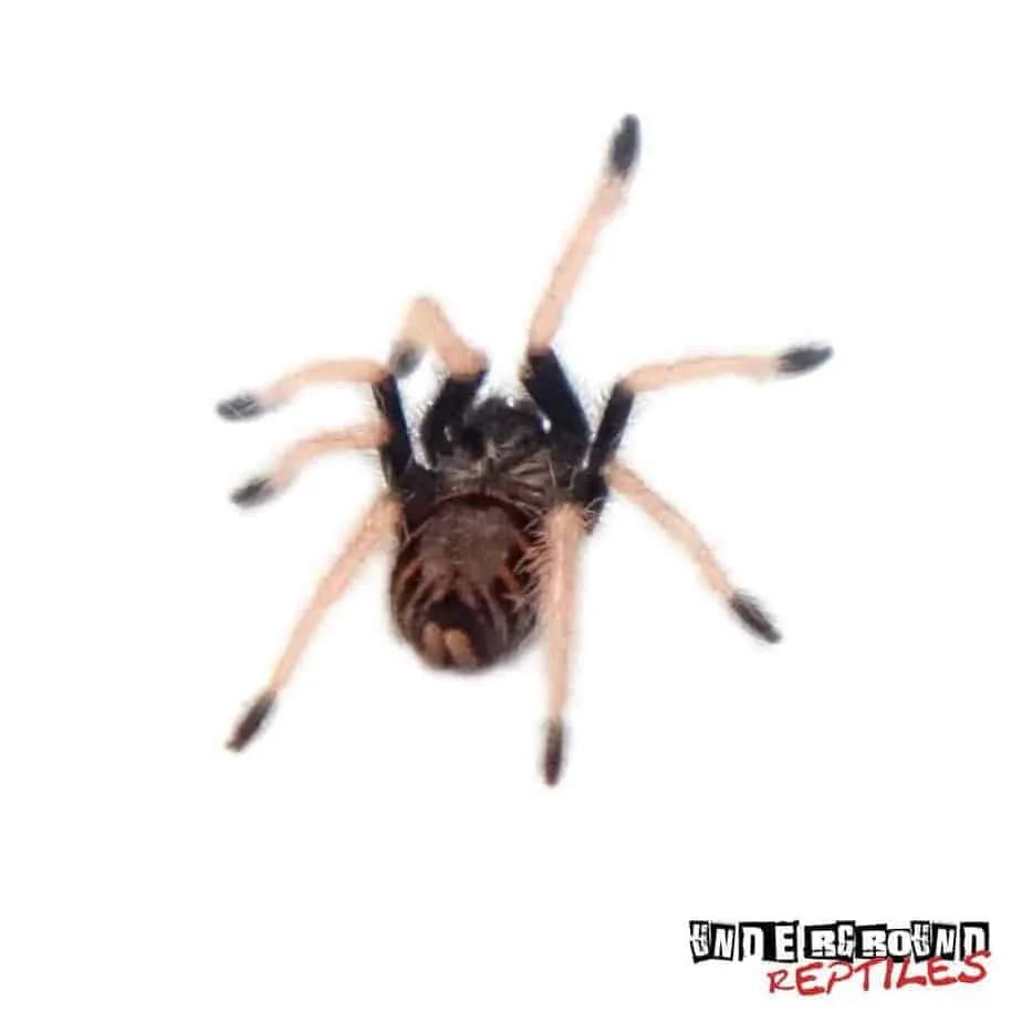 17614 greenbottle blue tarantula feeding