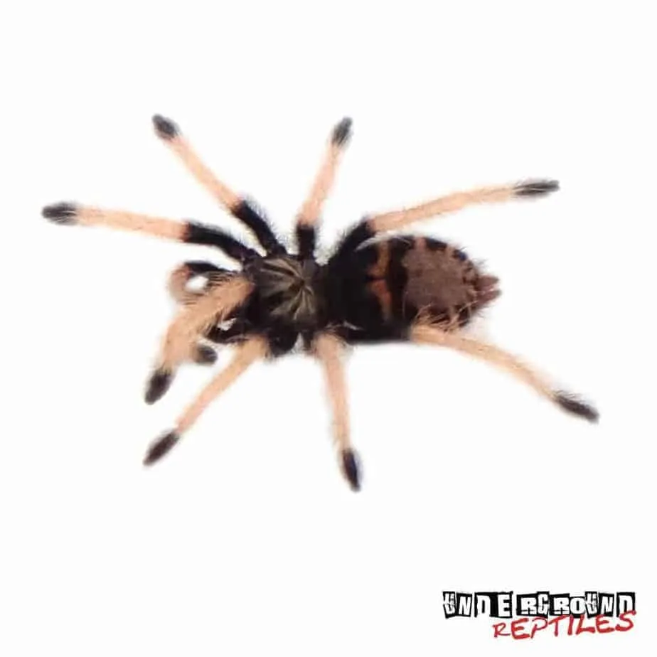 17614 greenbottle blue tarantula habitat
