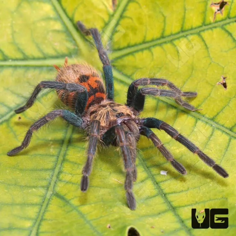 17614 greenbottle blue tarantula lifespan