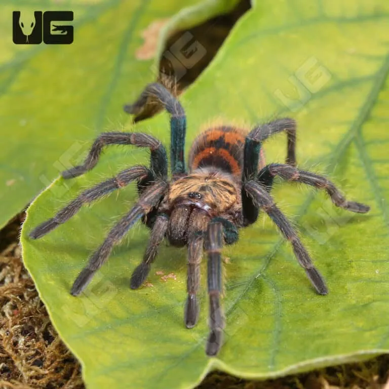 /img/17614-greenbottle-blue-tarantula-male-vs-female.webp