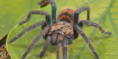 /img/17614-greenbottle-blue-tarantula-male-vs-female.webp