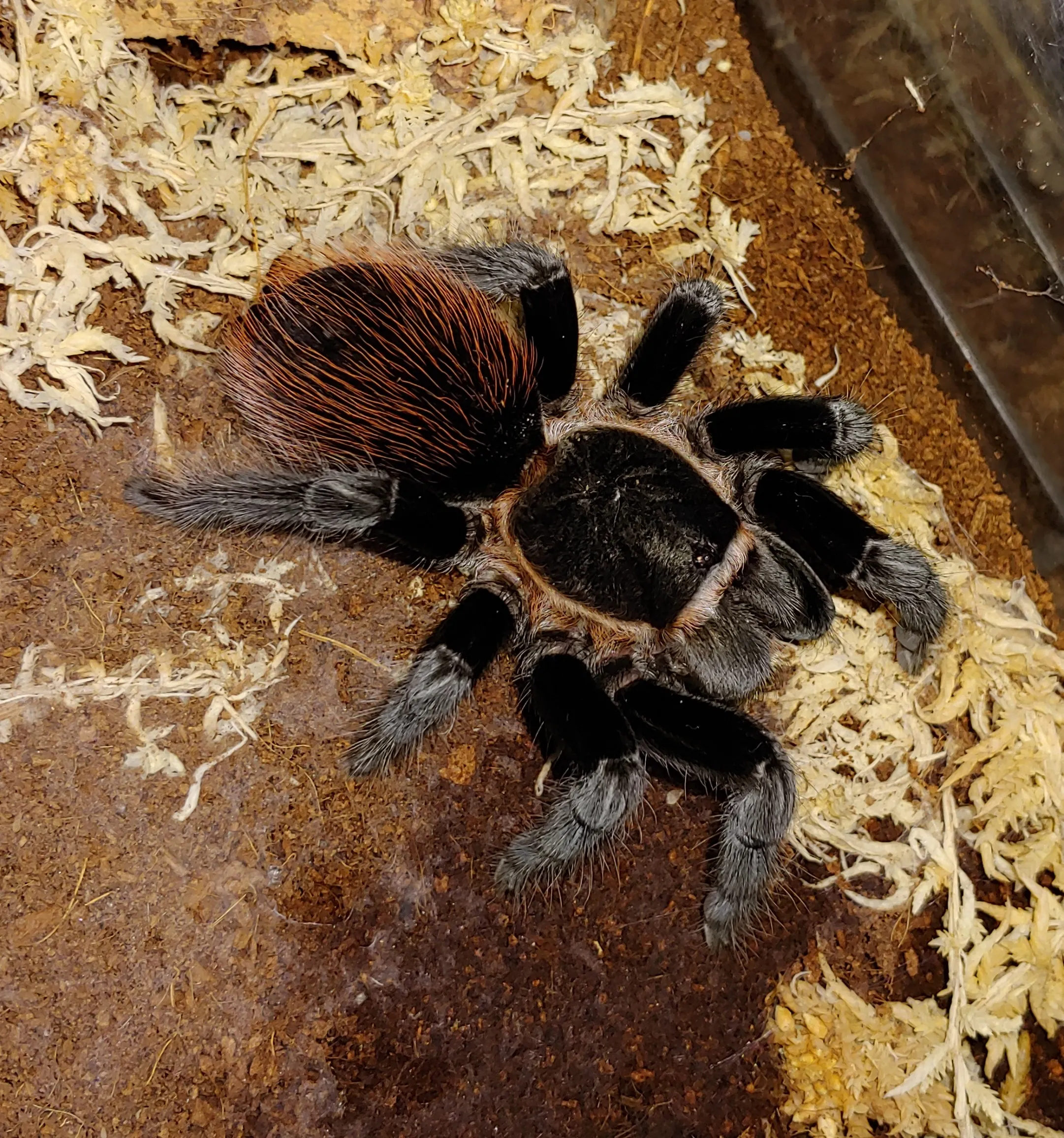 17618 b vagans tarantula close up