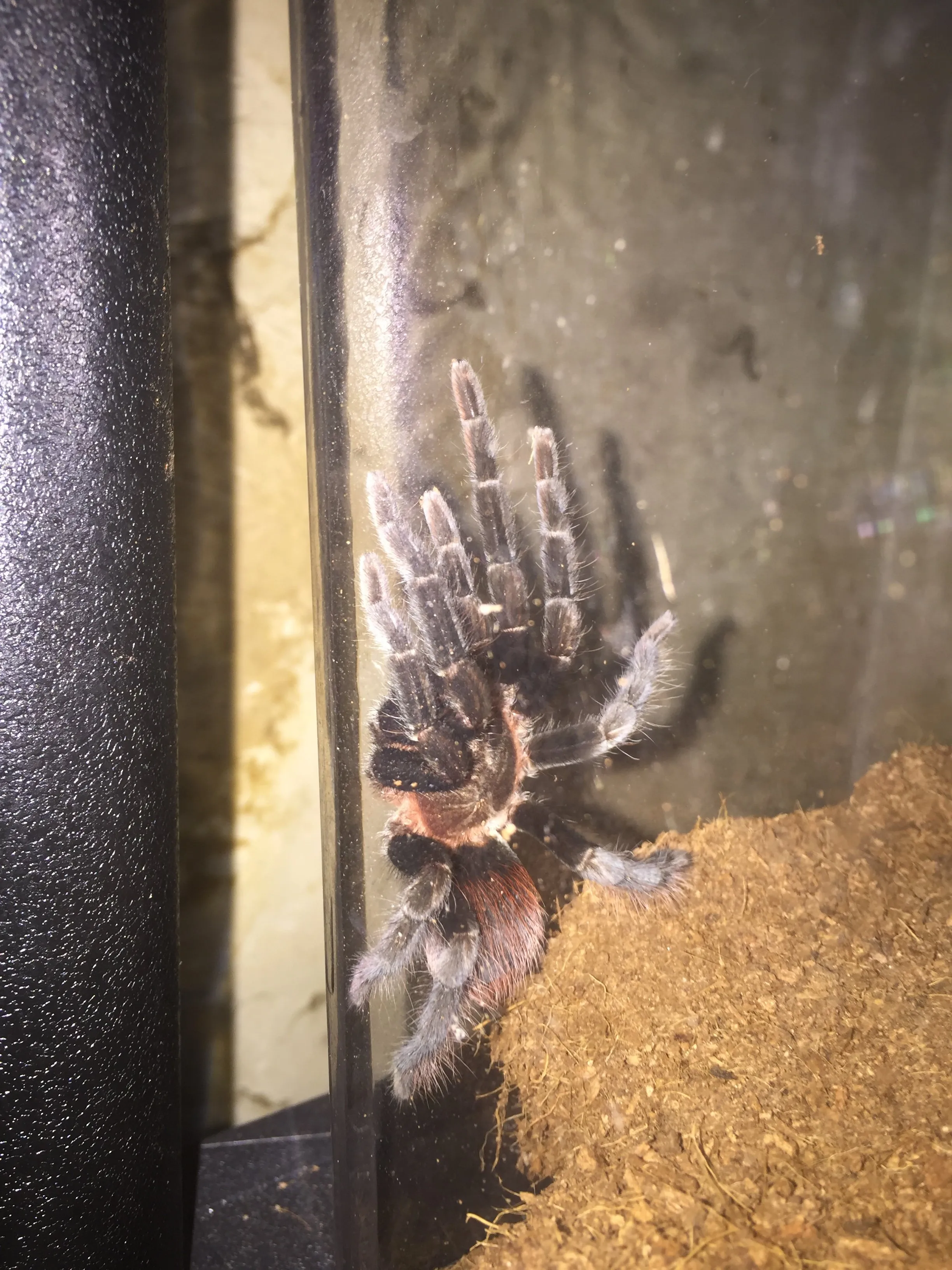 17618 b vagans tarantula feeding