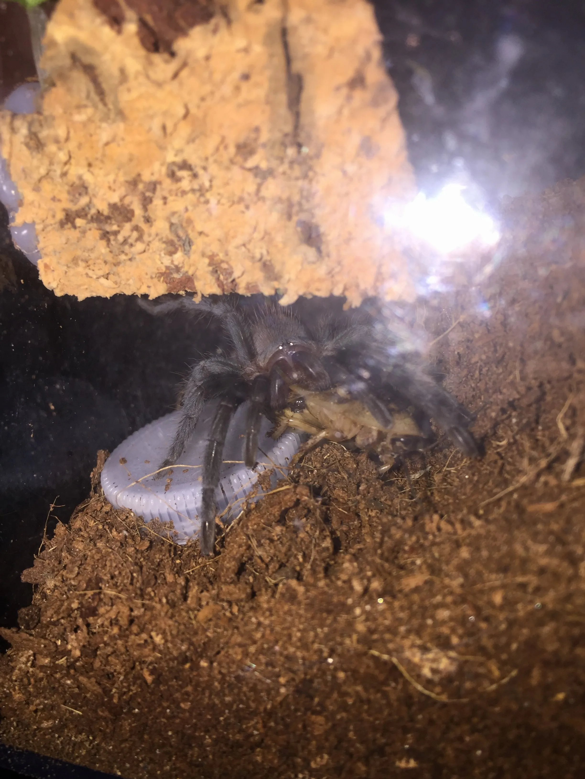 17618 b vagans tarantula habitat