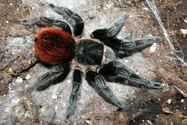 17618 b vagans tarantula handling