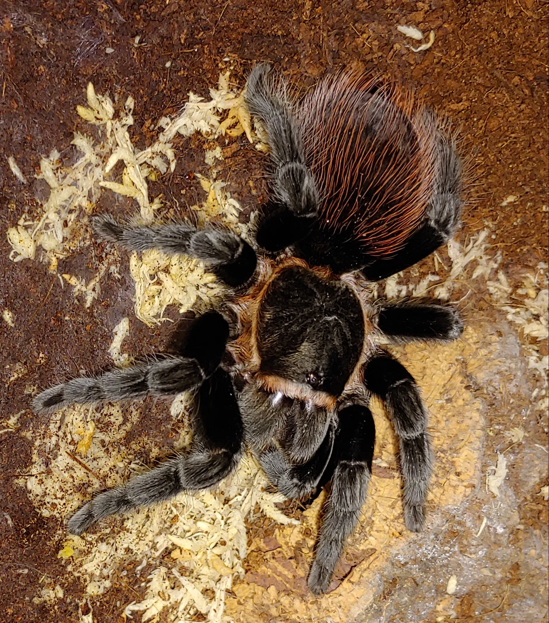 17618 b vagans tarantula molting